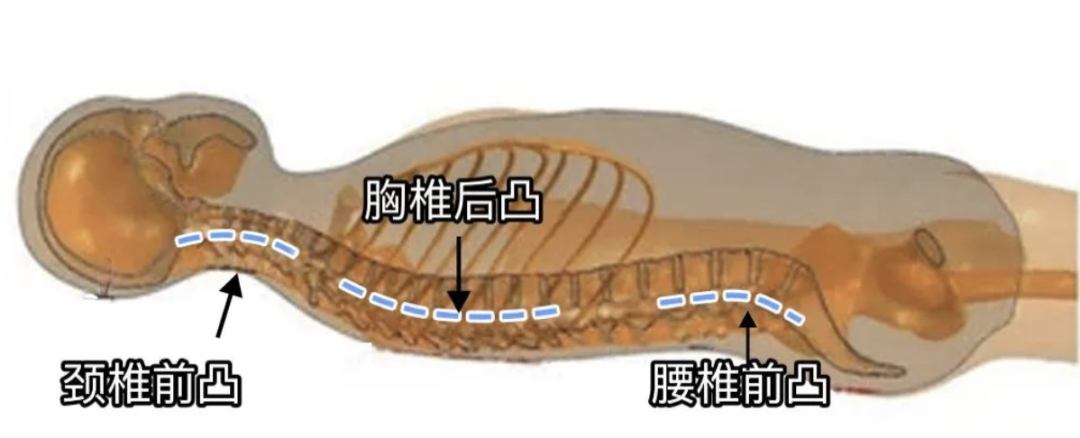 睡姿不对，可能会伤害你的小蛮腰！教你如何用科学的姿势睡觉！